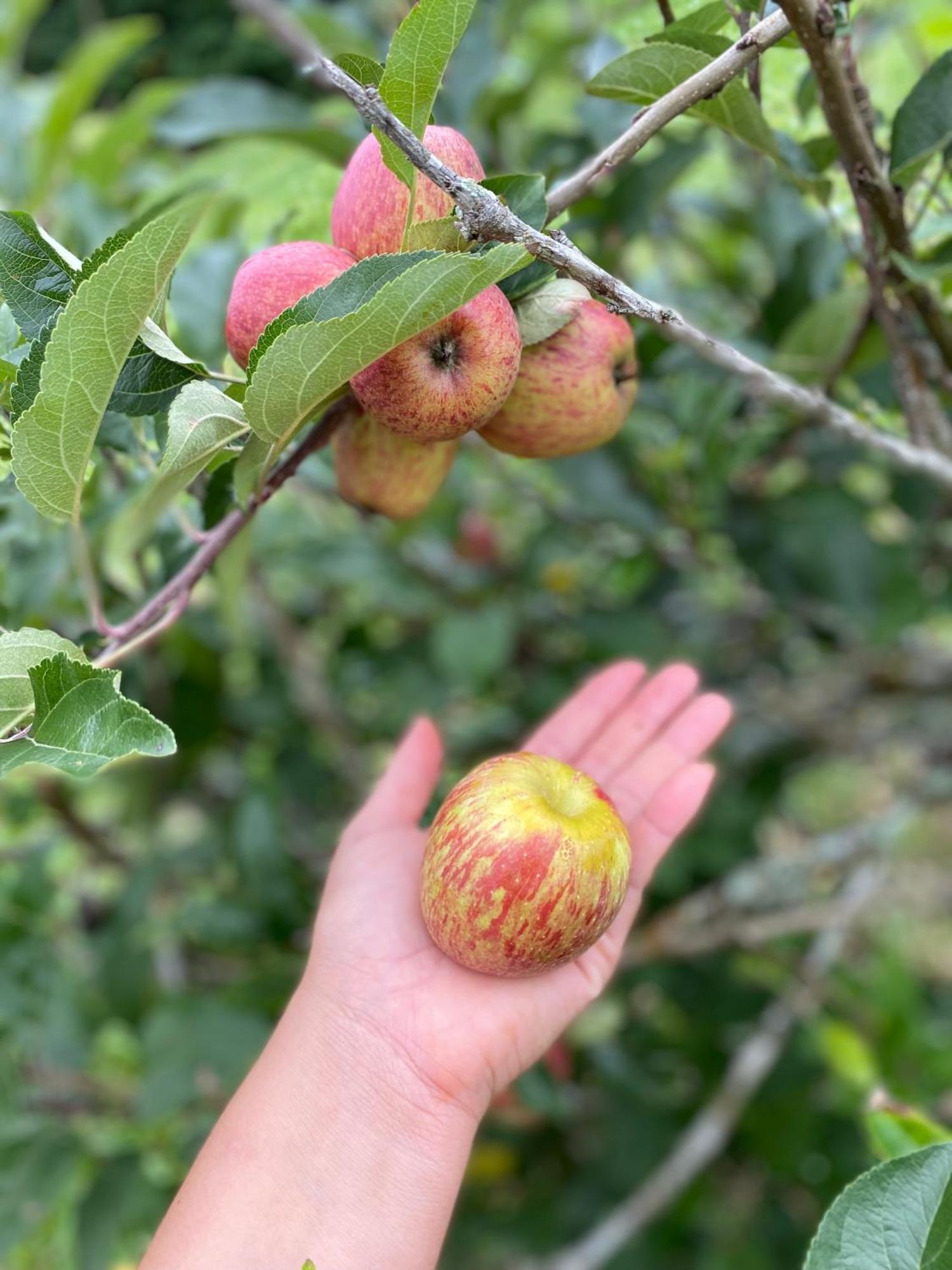 Chales Fazenda Floresta Das Araucarias Cunha Bagian luar foto