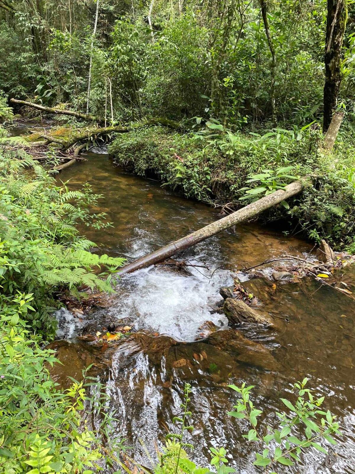 Chales Fazenda Floresta Das Araucarias Cunha Bagian luar foto